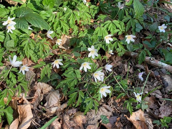 Lots more Wood Anemones in the woods here.