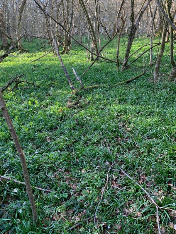 The Bluebell wood. Nothing at the moment, but two, maybe, three weeks time this will be awash with bluebells.