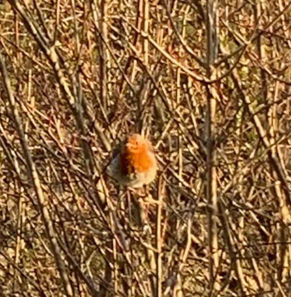 A robin bringing a splash of colour amongst the dead looking bushes.