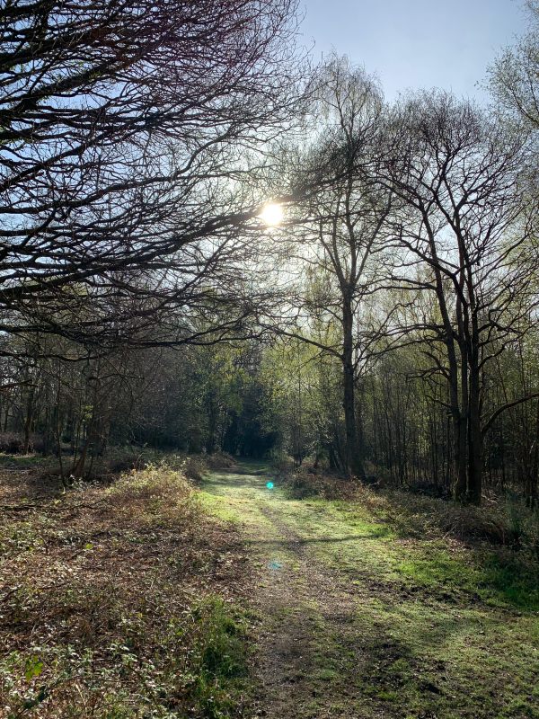 Holmwood Common. A tree lined earth pathway.