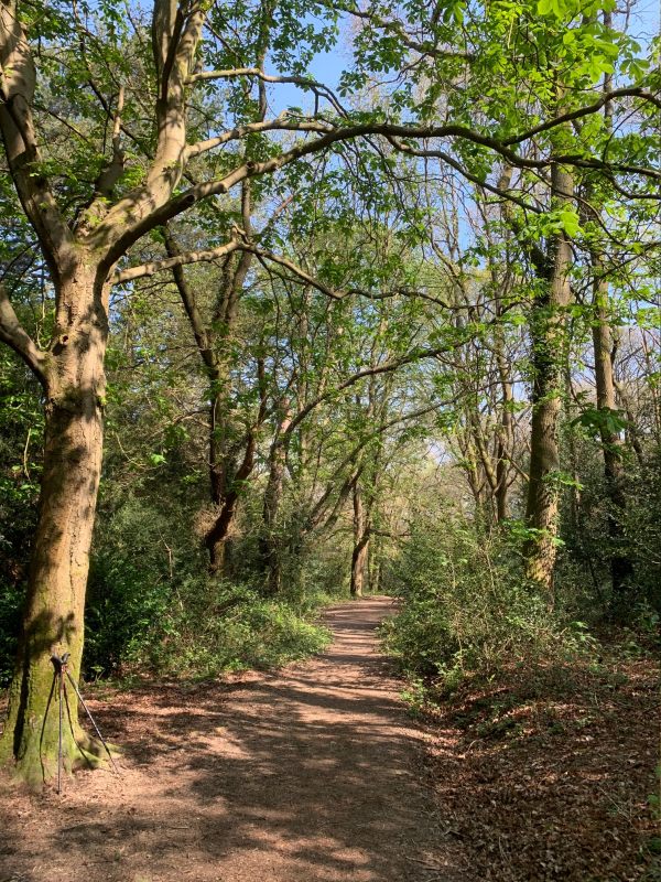 Mostly woodland and soon to be shady with the emerging summer leaves.