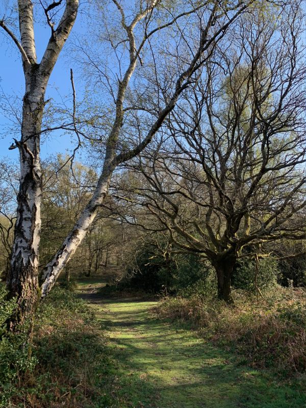 Mostly woodland and soon to be shady with the emerging summer leaves.