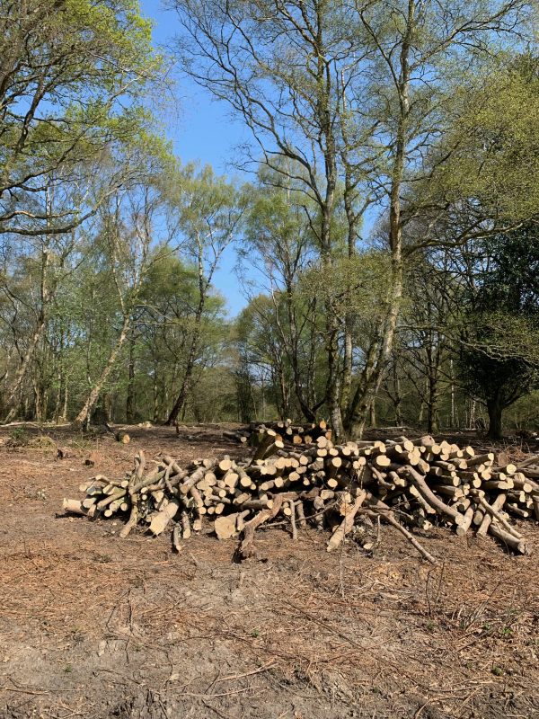 A pile of cut wood in a clearing.