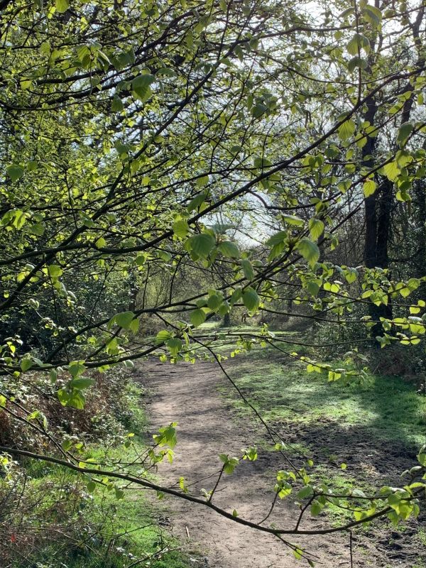 Heading south to Fourwents Pond along a tree-lined track.