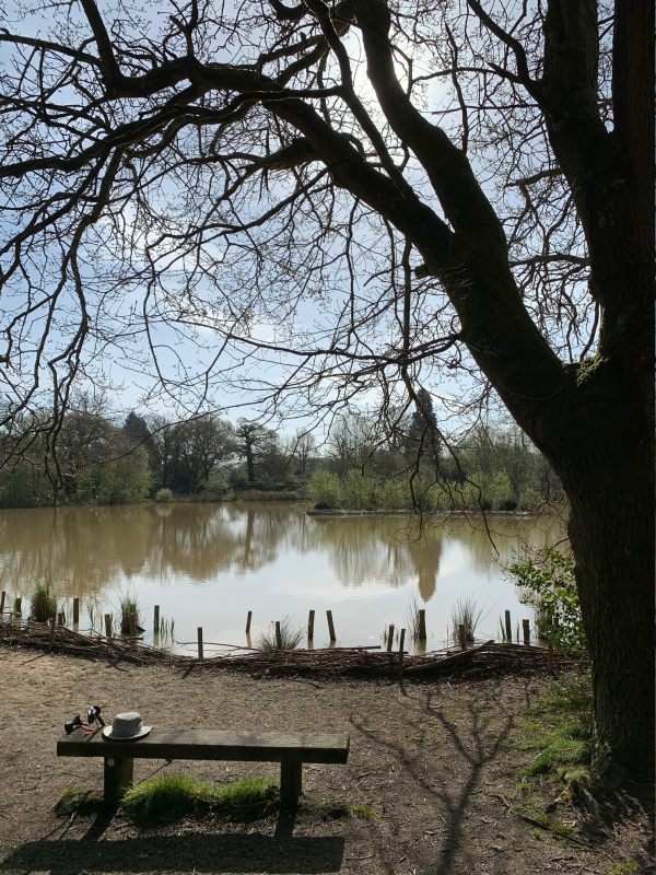 Fourwents Pond, with a tree and bench in the foreground.