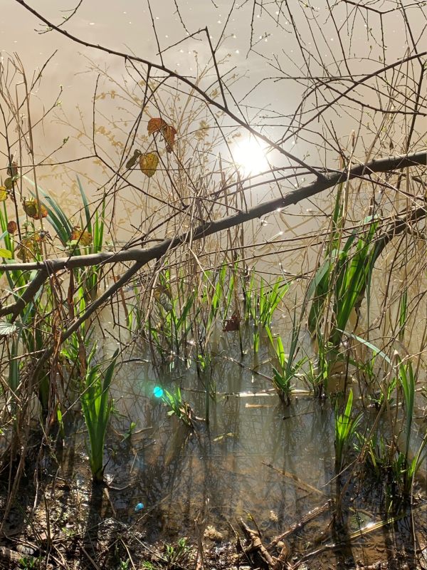 Fourwents Pond.