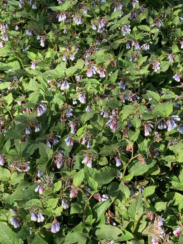 Comfrey.