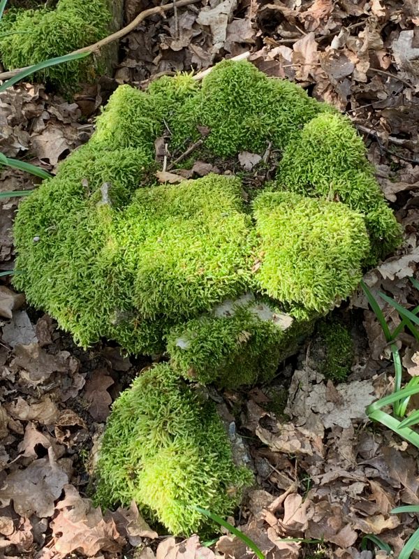 Moss growing on some rubble.