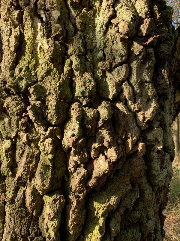 Close up of some gnarly tree bark.