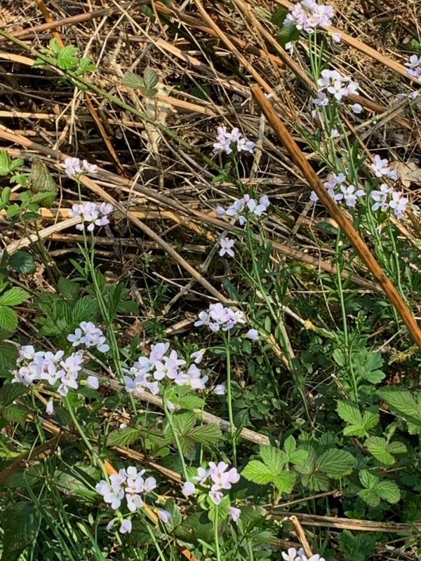 Ladies Smock, or Cuckoo Flower (named as it flowers when cuckoos start to call).