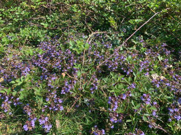 Ajuga.