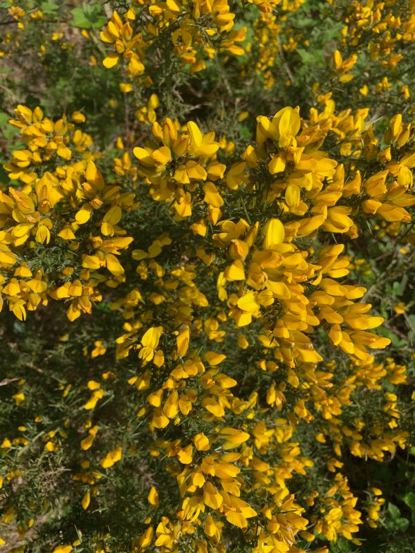 Gorse.