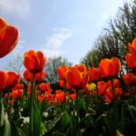 Tulips at Dunsborough Park