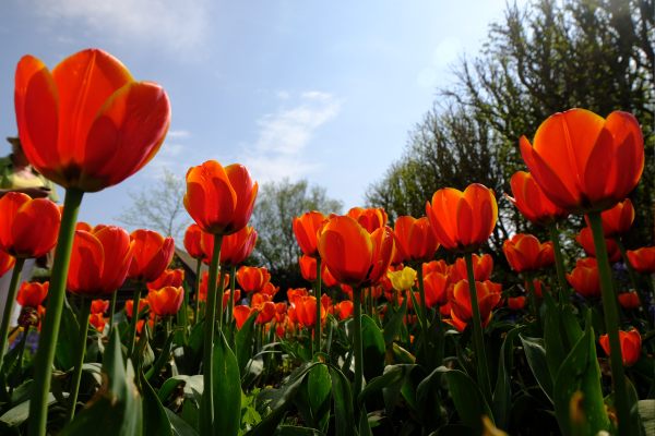 Beautiful red tulips with yellow stripes against a blue sky.