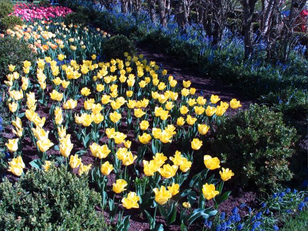 Dunsborough Park Gardens - Yellow Tulips.