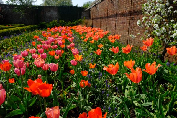 Dunsborough Park Gardens - bed of Red and Lilac tulips.