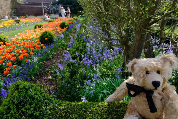 Bertie in Dunsborough Park Gardens with various spring flowers including tulips behind.