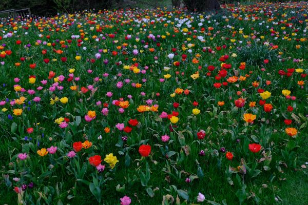 Multi coloured tulips in the grass at Dunsborough Park.