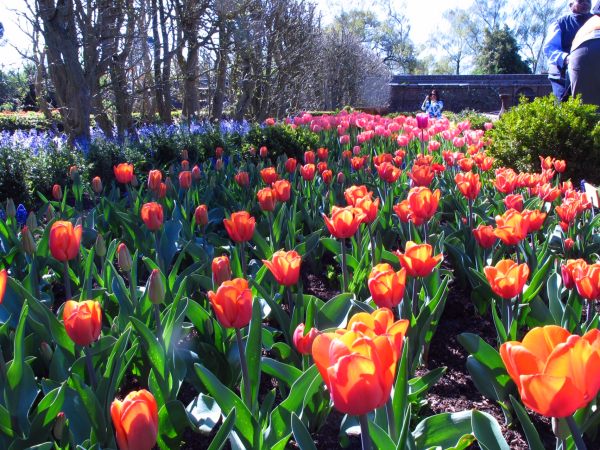 Organised beds of tulips of various colours at Dunsborough Park