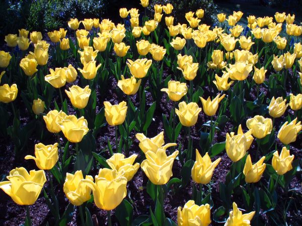 Yellow tulips at Dunsborough Park.