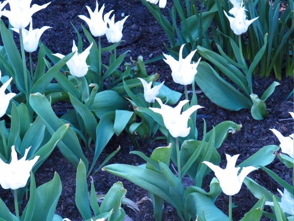 White tulips with long thin petals at Dunsborough Park.