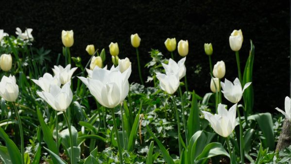 White tulips with yellow tulips behind at Dunsborough Park.