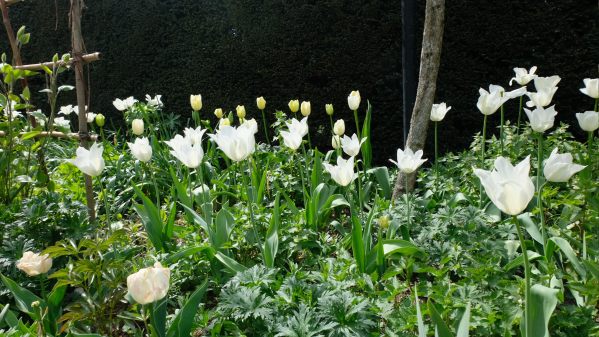 White tulips in the foreground at Dunsborough Park, with yellow ones behind.