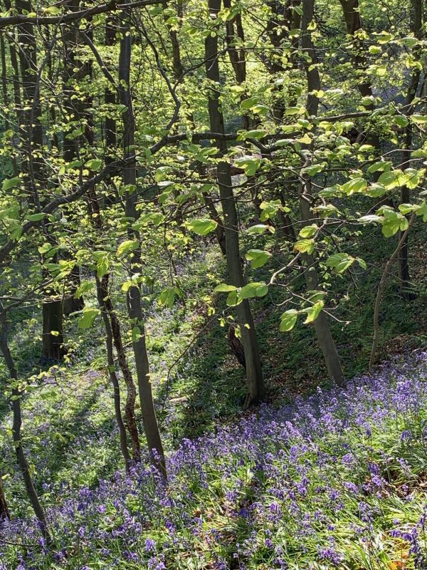 Some beautiful Bluebells on a sloping bank underneath some trees seen on the Bluebell Walk.