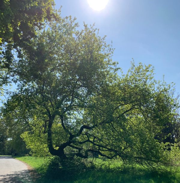 A rather wizzened and wind-swept tree.