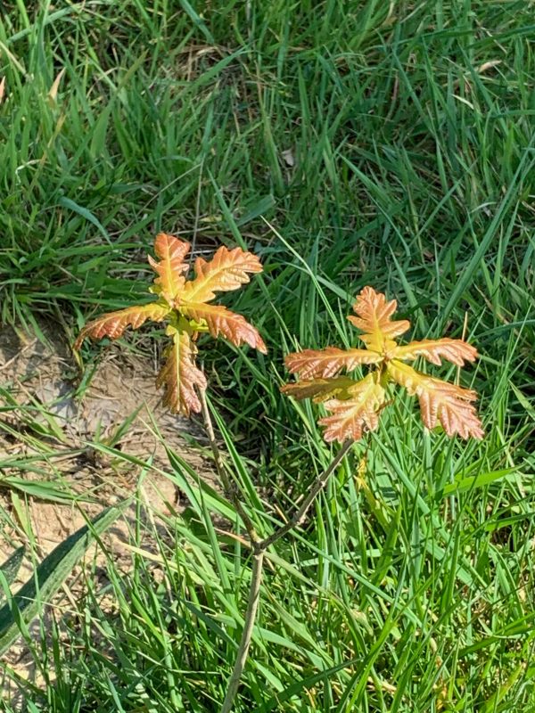 New leaves on a pair of tiny oak saplings just poking up out of the grass.