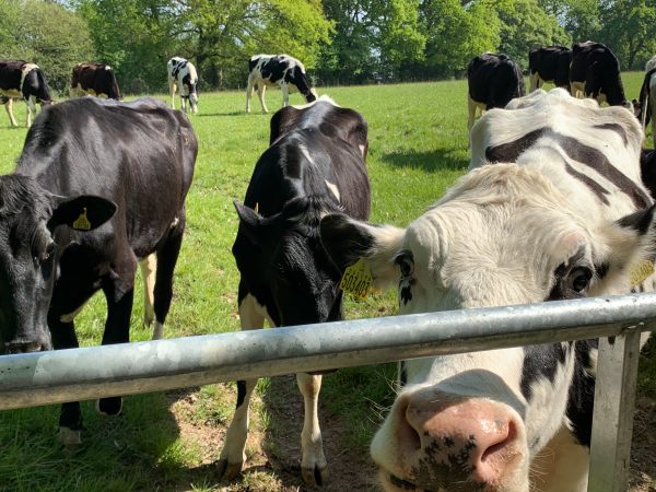 Inquisitve Friesian Cows.