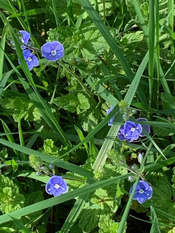 Delicate blue Speedwell flowers.