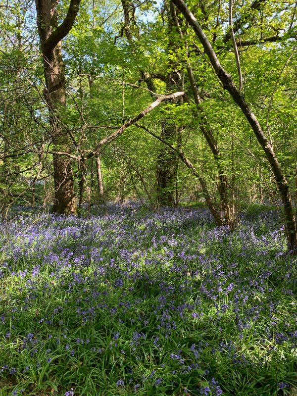 A carpet of Bluebells under young trees.