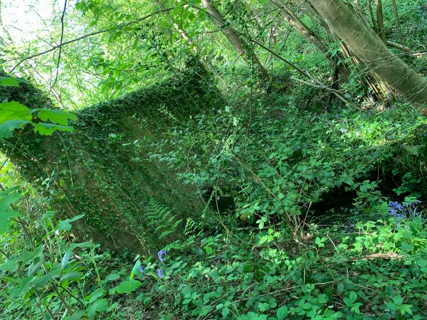 A very large tree stump with a big hole at ground level.