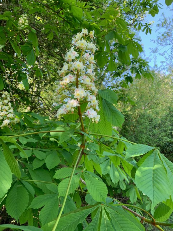 The cone-shaped white flowers of the Horse Chestnut.