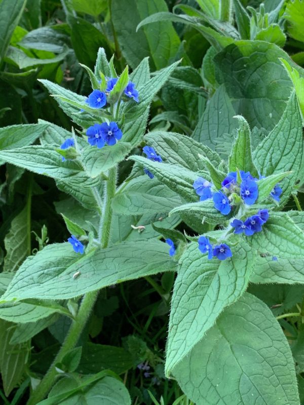 The paradoxically vivid blue flowers of the Green Alkanet.