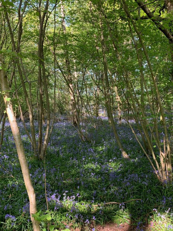 Bluebell Wood. A carpet of blue flowers within the woodland.
