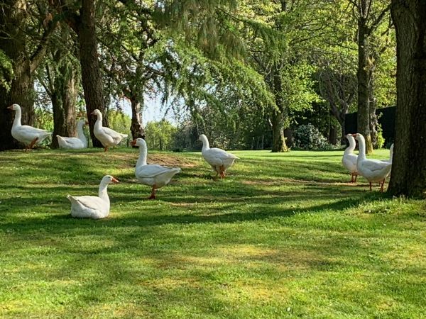 Greylag Geese on the grassy bank.