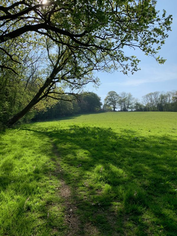 An expanse of open field on the pathway, with the Bluebell Woods on the left.