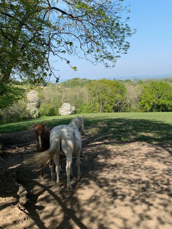 Two horses, and gery and a brown with a white blaze on its nose, resting in the shade of a tree.