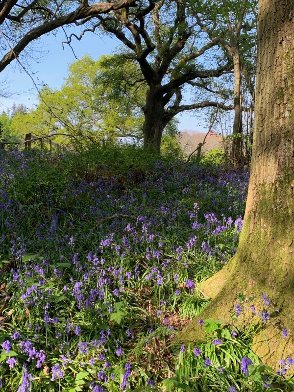 Bluebells under some fairly mature trees.