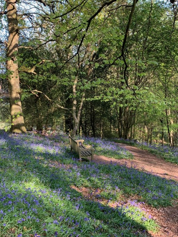 A magnificent carpet of Bluebells in a wooded area, with a bench to sit on.