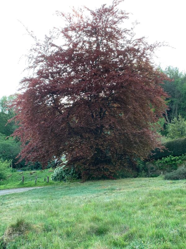 Copper Beech treet.