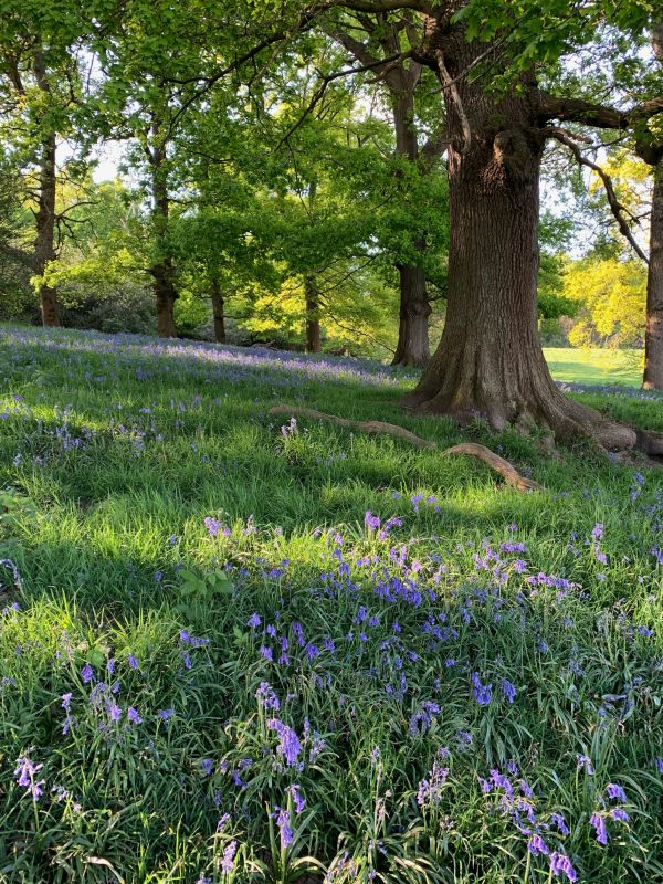 Bluebell carpet amongst mature trees.