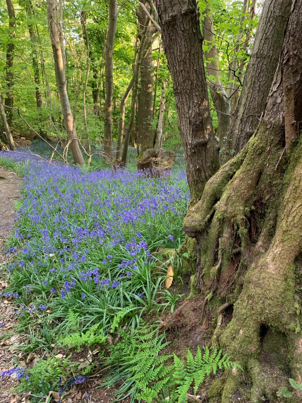 Close up of a large patch of Bluebells at the foot of a mature tree.