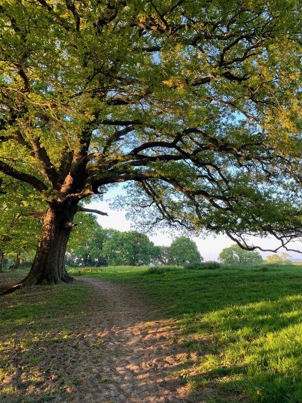 Footpath across a field with a lovely old tree leaning over it at a slight angle.