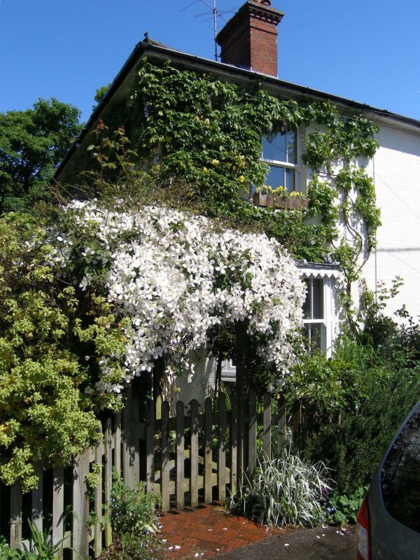 The Clematis Montana in full bloom over the pergola, with the house front covered in Wisteria.