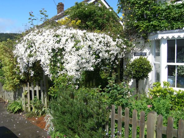 The Clematis Montana in full bloom over the pergola, with the house front covered in Wisteria.