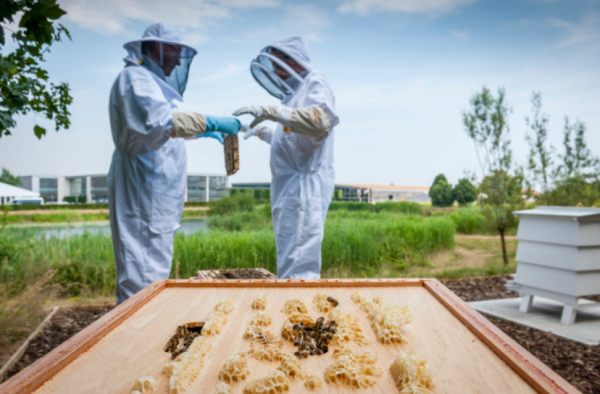 Two Bee-keepers in full kit extracting the honey from one of the hives.