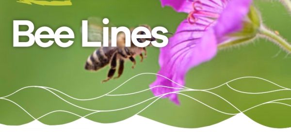Bee Lines logo showing a bee pollenating a purple flower.